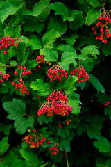 red berries on a branch