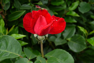 Eclosion de rose au début de l'été