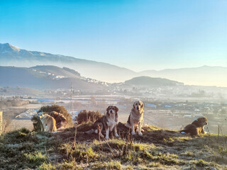 Naklejka premium dogs team gazin in the morning fog foggy sunrise in stavraki village ioannina greece