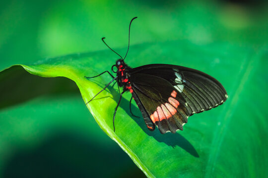 Black and Red Butterfly on green leaf. (Parides iphidamas). Konya Tropical Butterfly Valley, Turkey