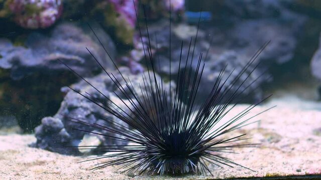 Sea Urchin at Seabed Diadema Setosum