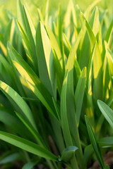 green grass background