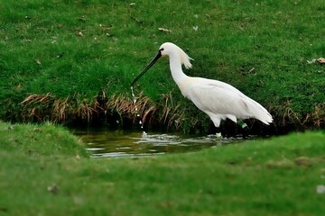 Obraz premium Ein Löffler (Platalea leucorodia) im einem Priel auf einer Insel.