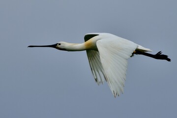Ein fliegender Löffler (Platalea leucorodia).