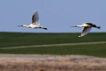 Fiegende Löffler (Platalea leucorodia) vor der Küste.