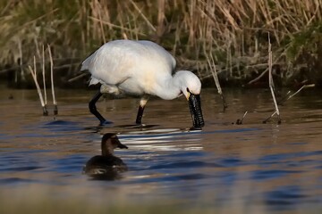 Nahrung suchender Löffler (Platalea leucorodia) im seichten Süßwasser vor der Küste.