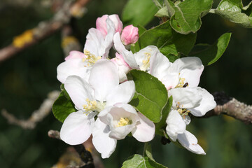apple tree blooms in spring