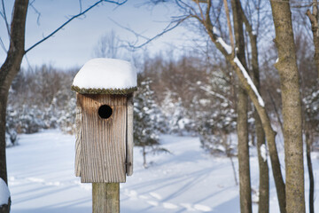 Wooden Birdhouse covered in snow with a green pine forest in the background
