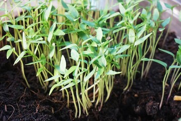 fresh green chili tree in nature garden