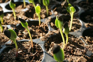 Sunflower seedlings in nature garden