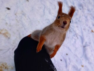 A hungry european squirrel begs for food
