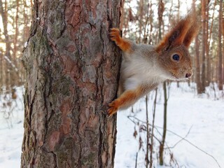 A curious european squirrel looks at the camera while hanging on a pine tree