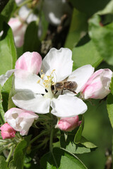 apple tree blooms in spring bee