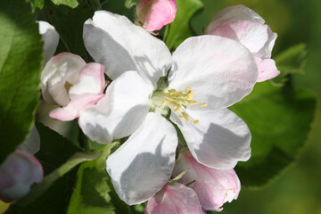 Fototapeta na wymiar apple tree blooms in spring