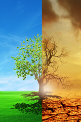 Climate change from drought to green growth. climate change withered earth. Global warming concept.A comparative picture of a dead tree and a tree as a concept of global environmental change. - obrazy, fototapety, plakaty