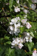 apple tree blooms in spring bee