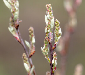 Leaves from the buds of a tree close-up.
