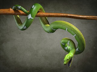 Python close-up. 3d illustration (4)