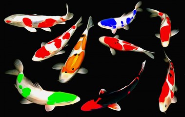 Beautiful Japanese fish carp kui (5)