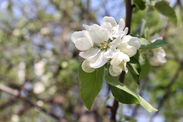 apple tree blooms in spring white flowers