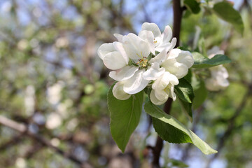 apple tree blooms in spring white flowers