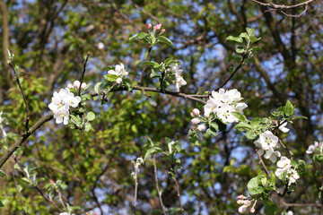 apple tree branch with spring flowersapple tree branch with spring flowers