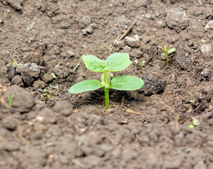 Green leaves of cucumber sprout in the ground.