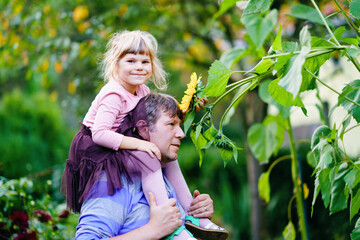 Little preschool girl sitting on shoulder of father with huge sunflower in domestic garden. Happy family, child and dad, middle-aged man cultivating flowers. Kids and ecology, environment concept.