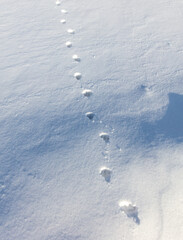 Cat footprints in the snow as a background.