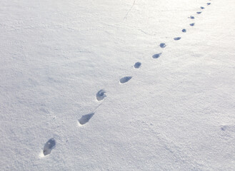 Cat footprints in the snow as a background.