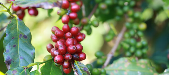Banner Plantation red coffee bean farmer hands ripe harvest in Garden farm.hand harvesting green red yellow bean Robusta arabica Coffee berries leaf tree Plant in Brazil Ethiopia Vietnam Country