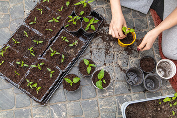 A woman prepares pepper seedlings in the ground for planting in a vegetable garden