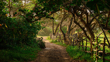 Treadmill of natural origin with soft sand cover.