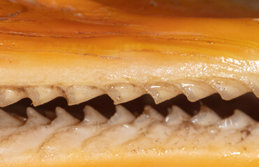 Teeth on a goose's beak.