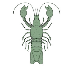 large crayfish with claws. macro illustration of a crab. hand-drawn.