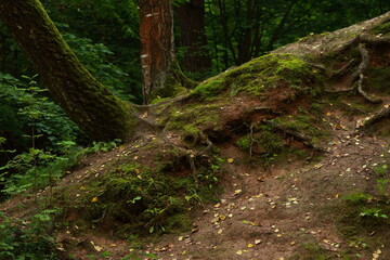 Obraz premium Large roots of an old tree covered with moss 