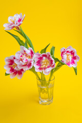 Beautiful spring flowers tulips in vase on yellow background. Festive concept with copy space.