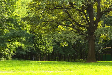 A large freestanding oak tree with lush foliage, backlit by sunlight.