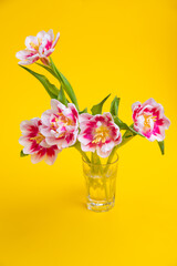 Beautiful spring flowers tulips in vase on yellow background. Festive concept with copy space.