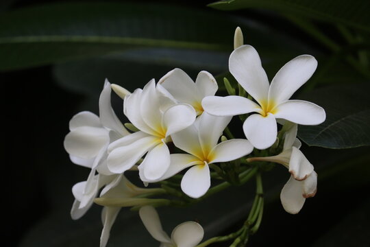 white frangipani flower on black