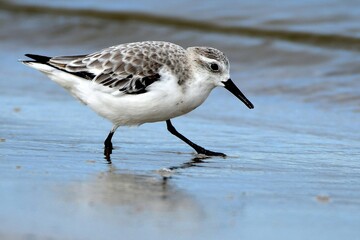 Ein Sanderling (Calidris alba) läuft der Strand entlang.