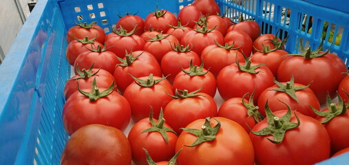 Tomatoes in a basket