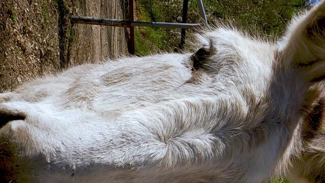 Cute and funny white donkeys look into camera. Close-up VERTICAL format