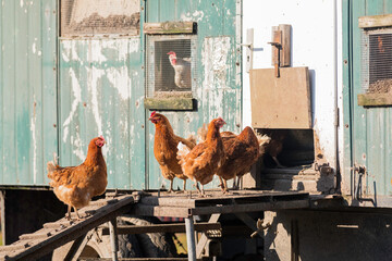 Hühner gehen auf die Hühnerleiter zu ihren mobilen Hühnerstall  © Ronald Rampsch
