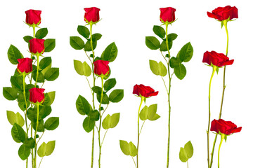 Five red roses on a white background. floral background