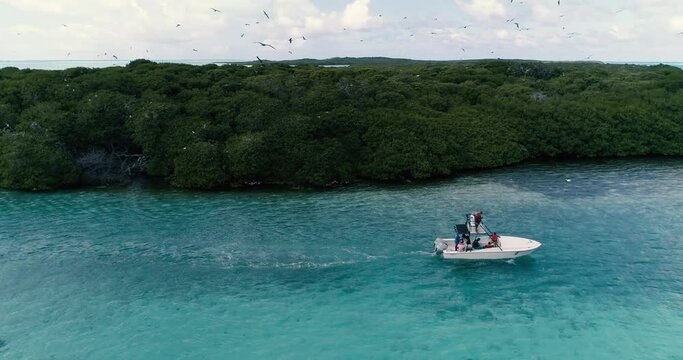 Tour Boat Sailing Through Mangrove Canal with many booby birds flying. Sula Sula