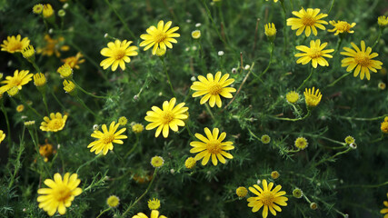 Close up of Beautiful yellow daisy flower for creating the natural background. 