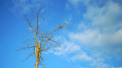 Dead tree on the sky Background.