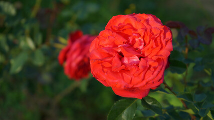 Close-up of a red rose is in the sunlight in summer morning garden. Background