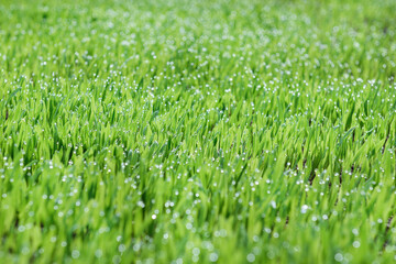 Young oats in the field. Juicy mowed green grass with dew drops in the soft morning light. Blurry background.